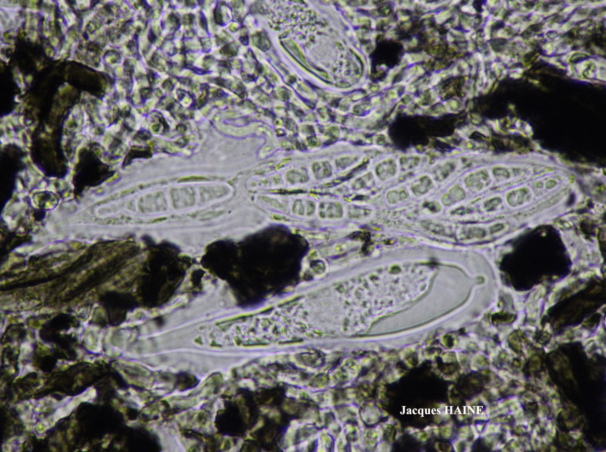 Roccella tinctoria DC Taxon Atlantique-Ouessant Cf.